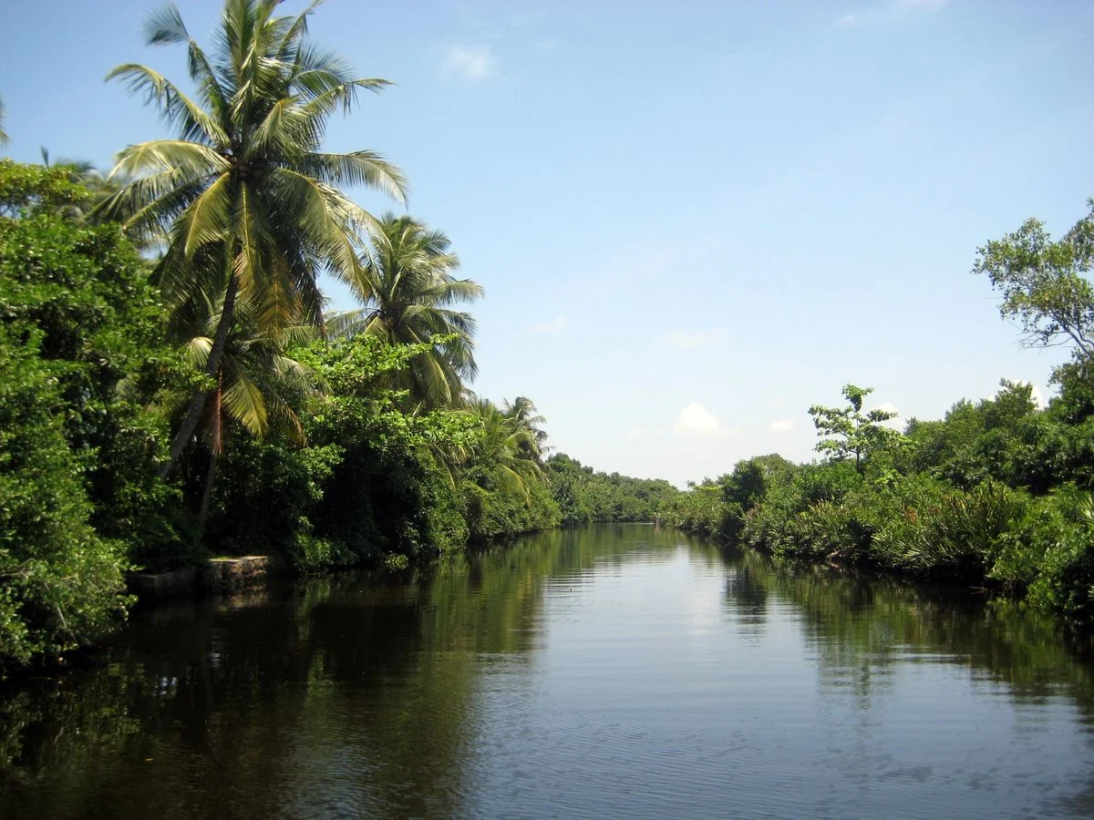 Muthurajawela Wetland