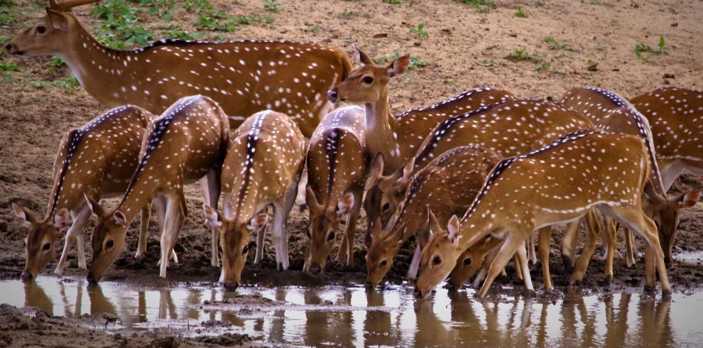 Lunugamvehera National Park