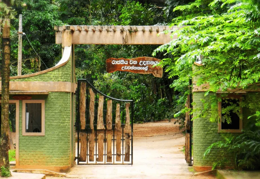 Udawattakele Forest Reserve