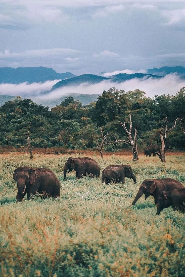 Wasgamuwa National Park