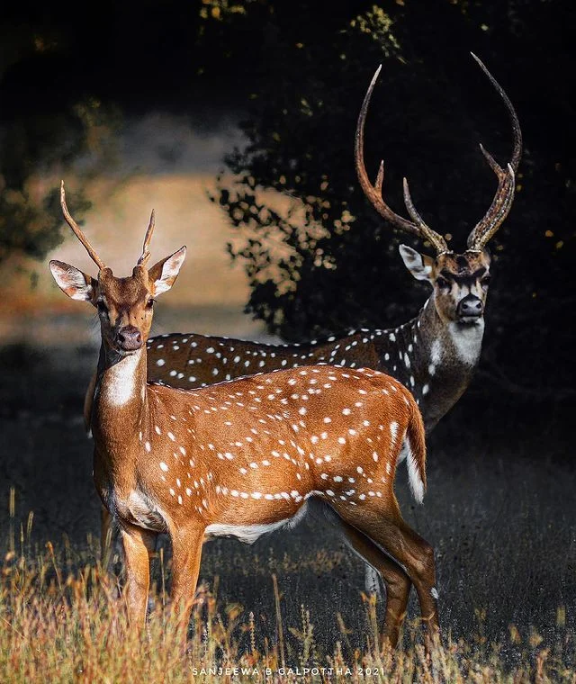 Wilpattu National Park