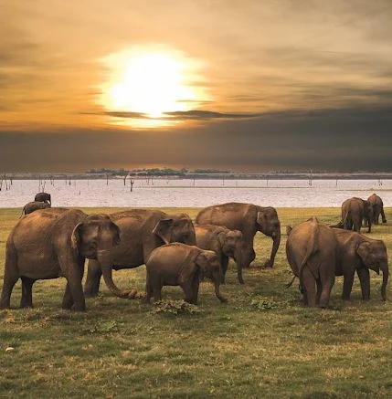 Kaudulla National Park