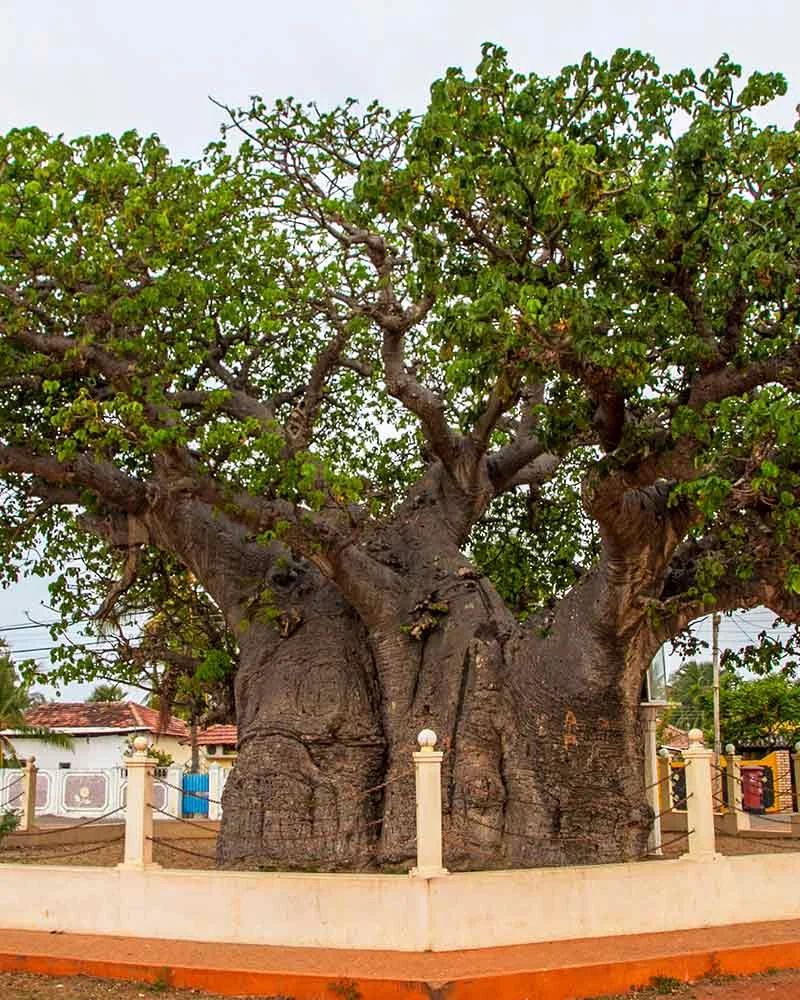 Mannar Baobab Tree