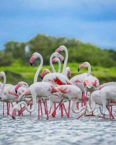 Vankalai Bird Sanctuary