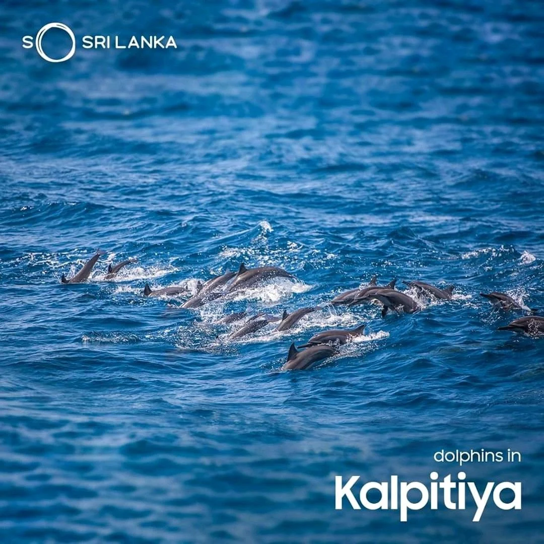Dolphin Watching Kalpitiya