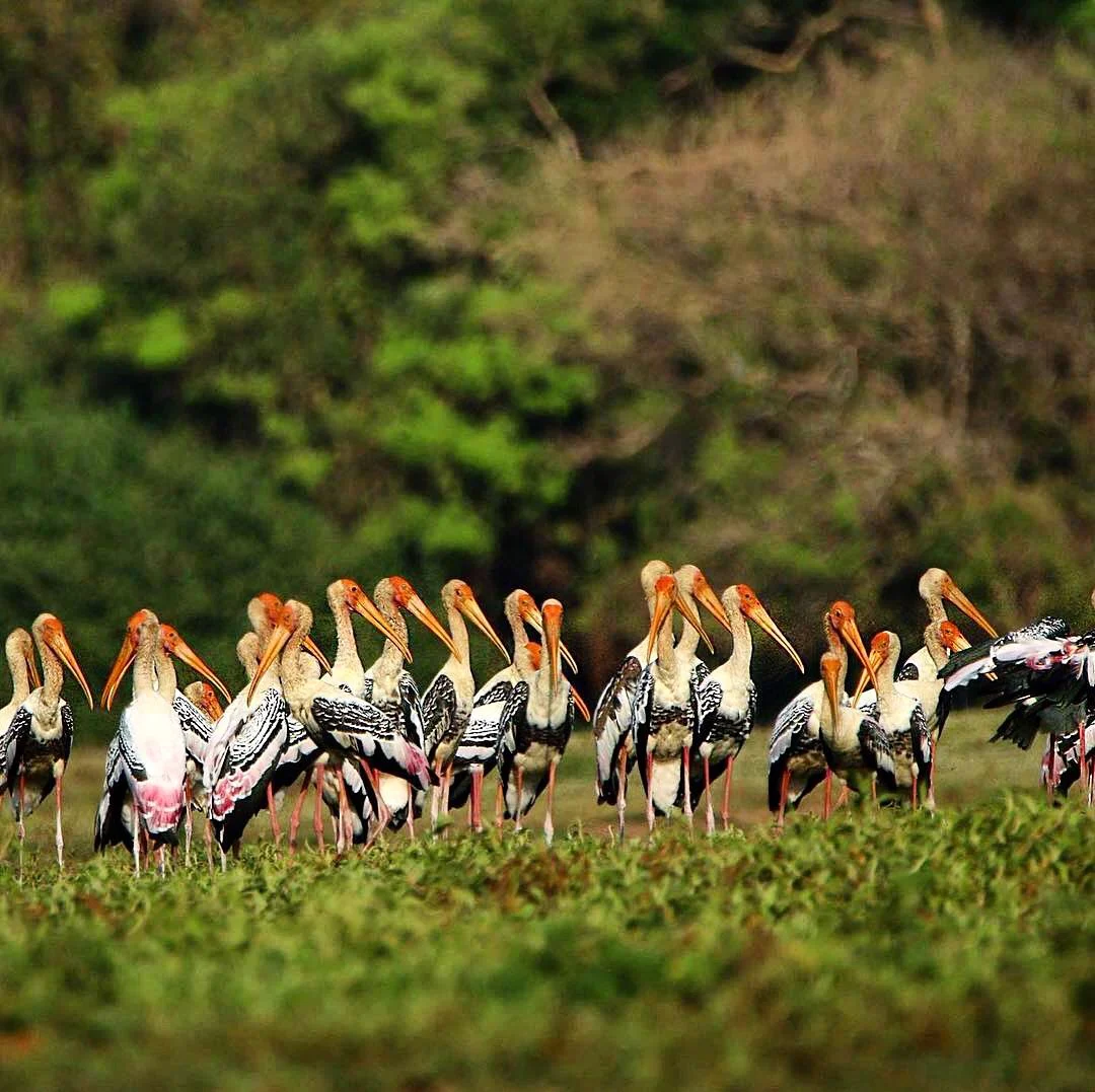Anawilundawa Wetland Sanctuary