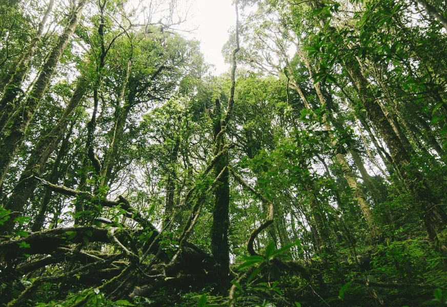Sinharaja Forest Reserve