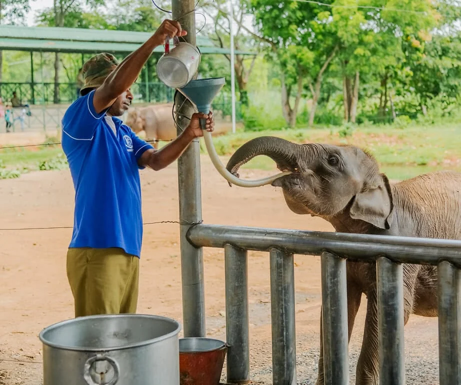 Elephant Transit Home