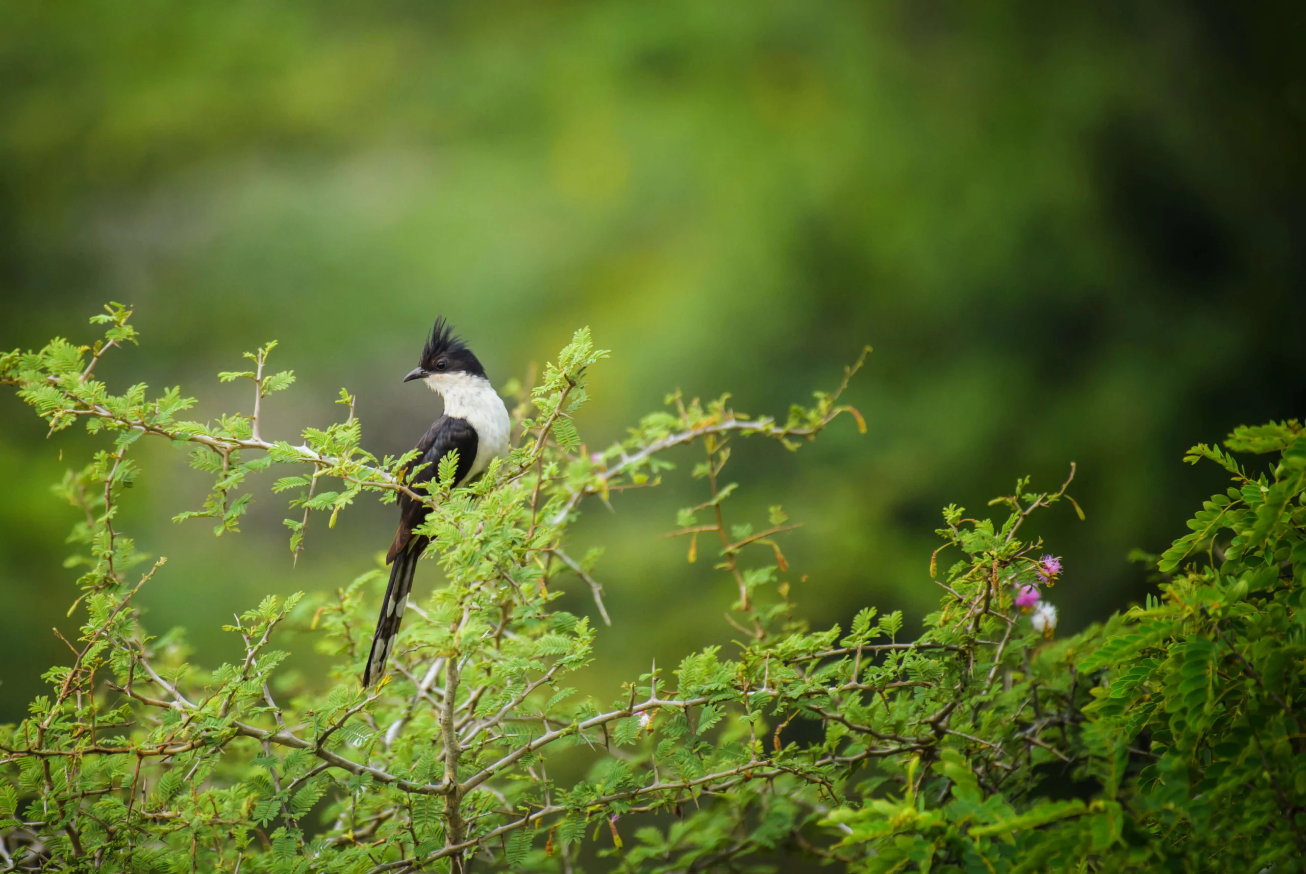 Makandawa Forest Reserve